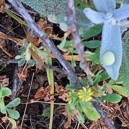 Unknown species found near Palos Verdes Estates, CA 90275, USA