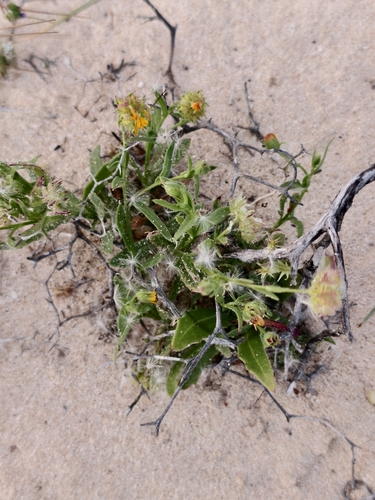 Calendula tripterocarpa (Calendula tripterocarpa)
