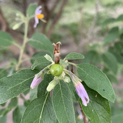 Solanum tettense image