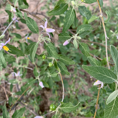 Solanum tettense image