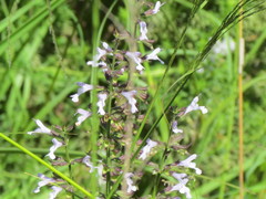 Salvia triangularis