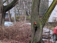 Sciurus vulgaris