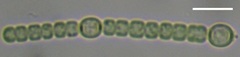 Nostocaceae