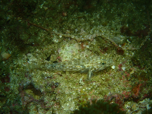 Fusigobius duospilus observed 2026-03-08