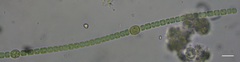 Nostocaceae