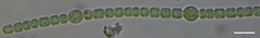 Nostocaceae