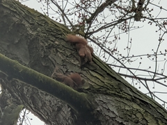 Sciurus vulgaris