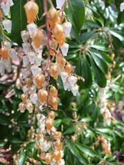 Pieris japonica