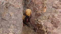 Latrodectus mactans