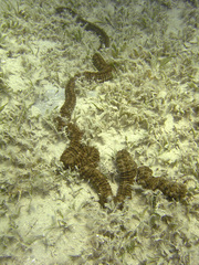 Synapta