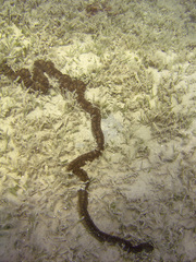 Synapta