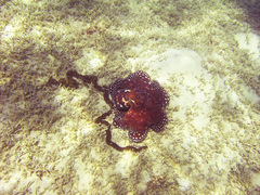Synapta