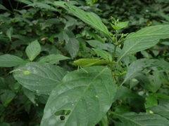 Ensifera