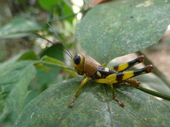 Caelifera