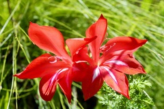 Gladiolus sempervirens