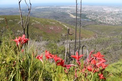 Gladiolus sempervirens