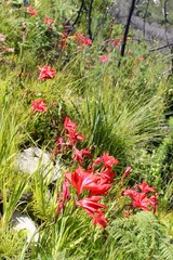 Gladiolus sempervirens