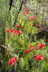 Gladiolus sempervirens