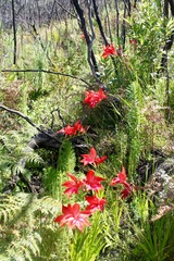 Gladiolus sempervirens
