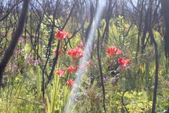 Gladiolus sempervirens