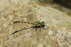 Hemigomphus