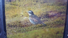 Turdus eunomus