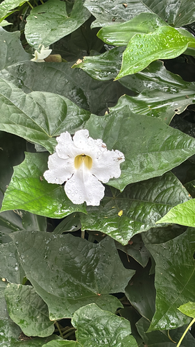 Thunbergia grandiflora observed 2026-03-17