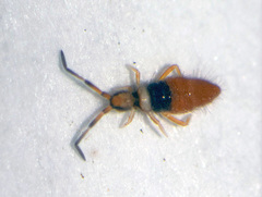 Entomobrya nigrocincta