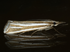 Hednota relatalis