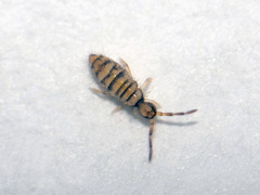 Entomobrya nigrocincta