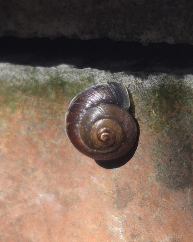 Hygromia cinctella