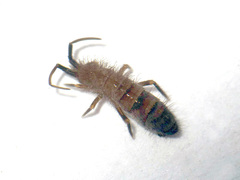 Orchesella multifasciata