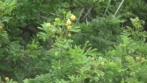 Image of Vachellia kosiensis by (c) Shaun Swanepoel, some rights reserved (CC BY)
