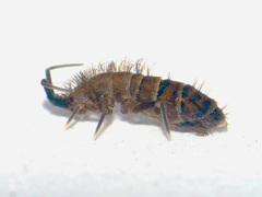 Orchesella multifasciata
