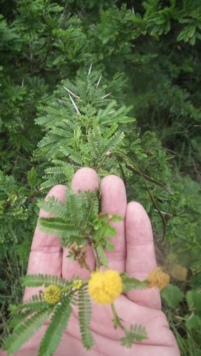Image of Vachellia kosiensis by (c) Shaun Swanepoel, some rights reserved (CC BY)