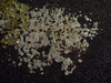 Radiate Pebble Lichen - Photo (c) Tomás Curtis, some rights reserved (CC BY-NC), uploaded by Tomás Curtis