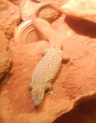 Varanus acanthurus