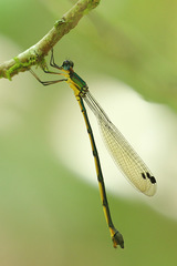 Synlestes selysi