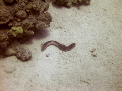 Holothuria edulis