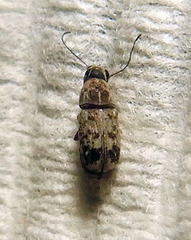 Anthribinae