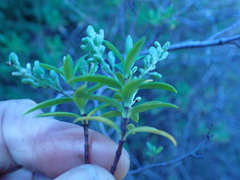 Veronica rakaiensis