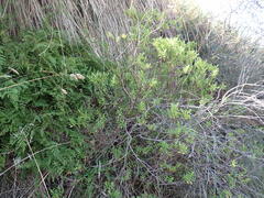 Veronica rakaiensis