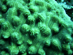 Mycedium elephantotus