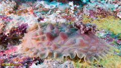 Asteronotus cespitosus