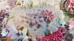 Asteronotus cespitosus