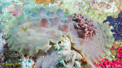 Asteronotus cespitosus