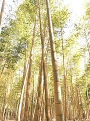 Phyllostachys edulis bicolor