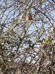 Prunella modularis occidentalis