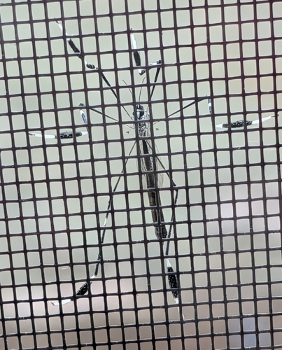 Unknown species found near Marietta, GA 30008, USA