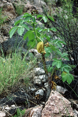 Jatropha excisa